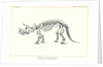‘Triceratops prorsus’ by Unknown